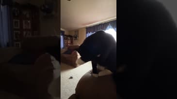 Funny Kitty #shorts  #funny #funnycats