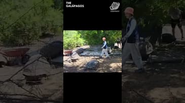 Volunteer With the Tortoises! A Solo Spring Adventure in the Galápagos with Globe Aware ( Clip 26 )