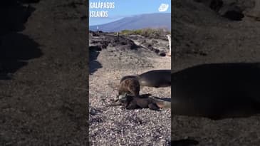 Two Unlikely Friends! Galápagos Islands with Globe Aware