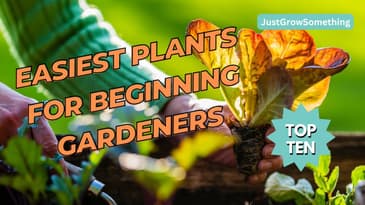 Top Ten Easiest Crops for Beginning Gardeners - Ep. 244