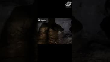 How Dark Is It In This Cave!? A Solo Spring Adventure in the Galápagos  with Globe Aware( Clip 2)