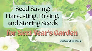 Saving Seeds from Your Own Garden: Harvest, Dry, Store and More - Ep. 322