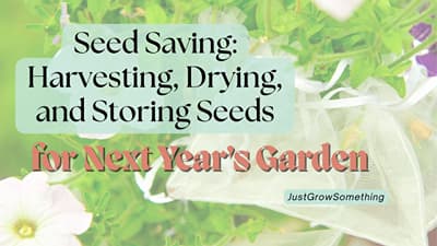 Saving Seeds from Your Own Garden: Harvest, Dry, Store and More - Ep. 322