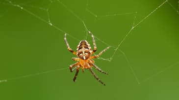 An Opportunist ... The Garden Spider