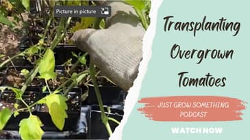 How to Transplant Overgrown Tomatoes Into the Garden