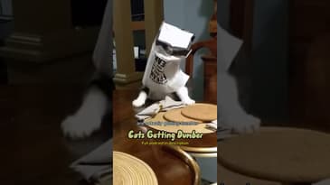 Cats are getting dumber