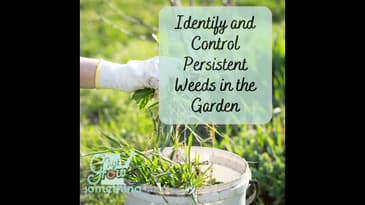 Identifying and Controlling Persistent Weeds in the Garden - Ep. 149
