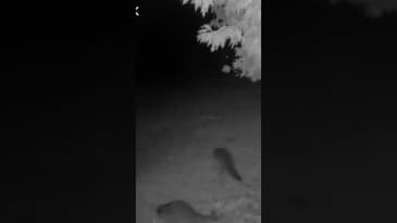 The team. #Shorts #funnyanimals #comedy