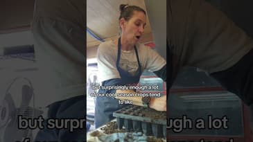 Do you need a seedling heat mat? #seedstarting #growyourown