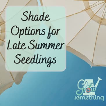 Shade Options for Late Summer Transplants - Focal Point Friday