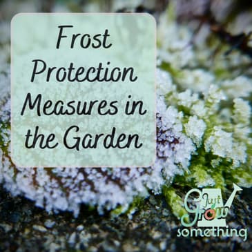 Frost Protection Measures in the Garden - Ep. 167