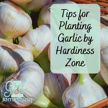 Garlic Planting Tips by Climate - Ep. 221