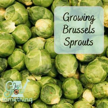 Growing Brussels Sprouts - Ep. 209