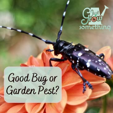 Good Bug or Garden Pest? How to Identify Insects in Your Vegetable Garden – Ep. 249