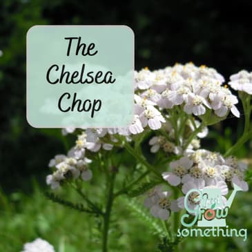 The Chelsea Chop: How to Prune for Longer Blooms and Healthier Plants - Ep. 252