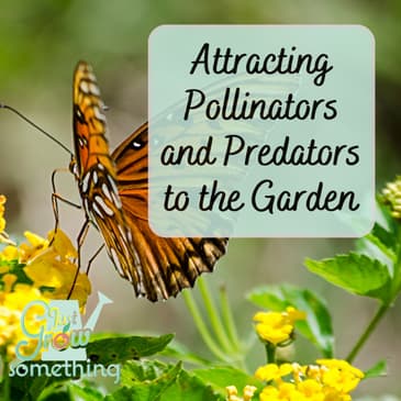 Attracting Pollinators and Predators to the Garden - Ep. 229