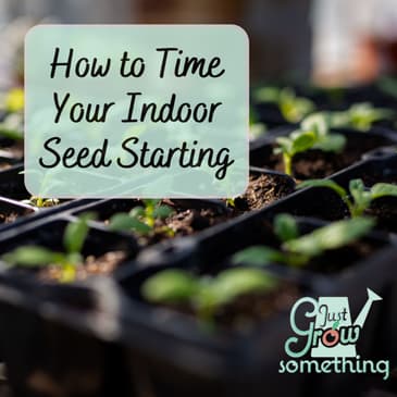 How to Time Indoor Seed Starting - Ep. 235