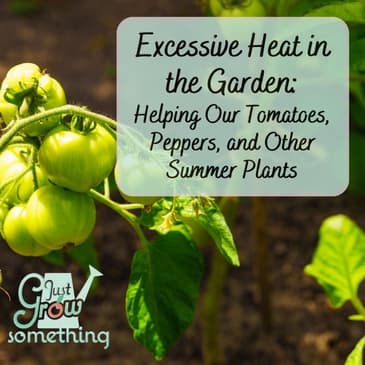 Excessive Heat in the Garden: Helping Our Tomatoes, Peppers and Other Summer Plants - Focal Point Friday