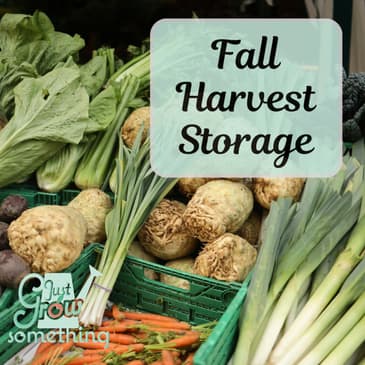 How to Store the Fall Harvest - Ep. 275