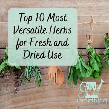 Ten Most Versatile Herbs for Fresh and Dried Use - Ep. 227