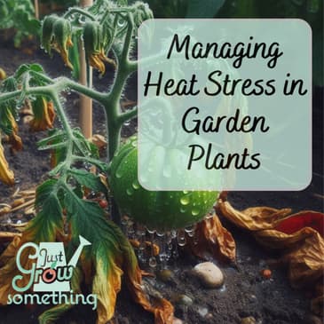 Managing Heat Stress in Garden Plants - Ep. 207