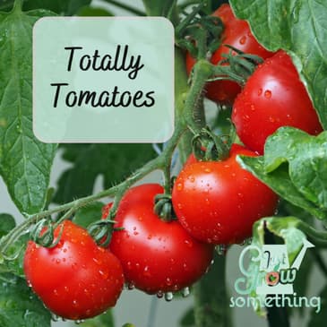 How to Grow Tomatoes - Ep 248
