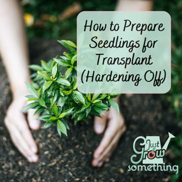 How to Prepare Seedlings for Transplant into the Garden - Ep. 243