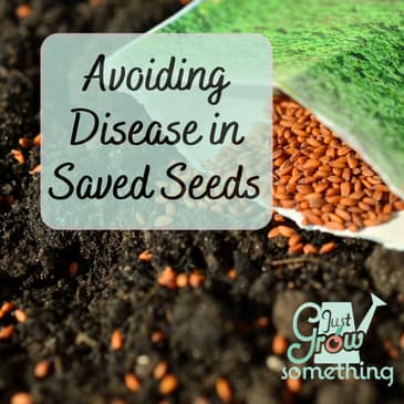 Avoiding Disease in Saved Seeds - Focal Point Friday