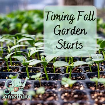 Timing Fall Garden Starts - Focal Point Friday