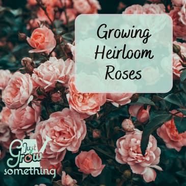 From Hobby to Heirloom: Growing Healthier Roses for Every Garden with Heirloom Roses
