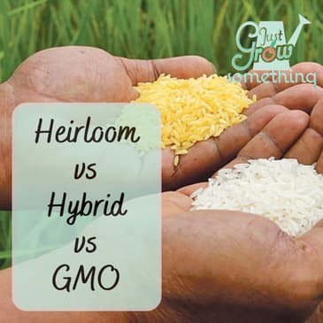 Heirloom vs Hybrid vs GMO - Ep. 210