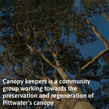 Protecting Pittwater’s Canopy An Interview with Deb Collins from Canopy Keepers — Hosted by Caryn Shipp