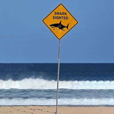 A Tribute and Insights into Sharks and Marine Safety — Hosted by Christine McCormack