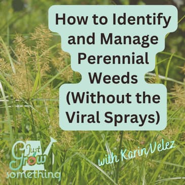 How to Identify and Manage Perennial Weeds (Without the Viral Sprays) - Ep. 303