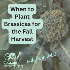 How to Time Your Fall Brassicas - Ep. 307