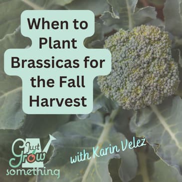 How to Time Your Fall Brassicas - Ep. 307