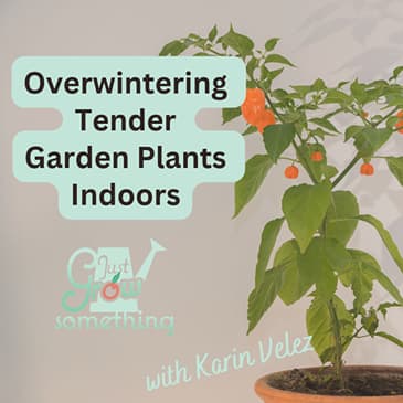 Overwintering Tender Garden Plants - Ep. 323