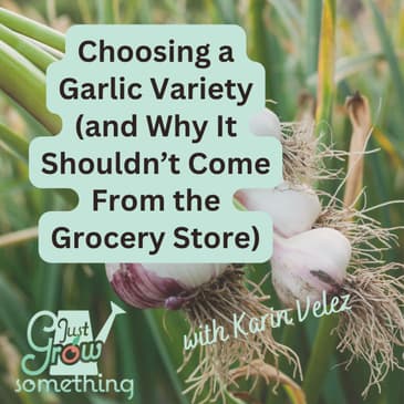 Choosing a Garlic Variety Based on the Science - Ep. 316