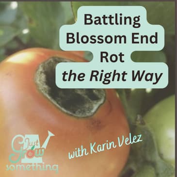 Battling Blossom End Rot the Right Way - Ep. 309