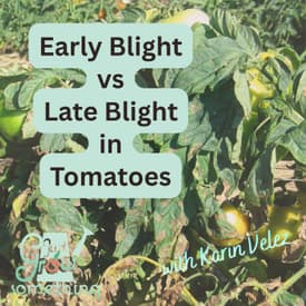 Early Blight Versus Late Blight in Tomatoes: Don't Get This One Wrong! - Ep. 305