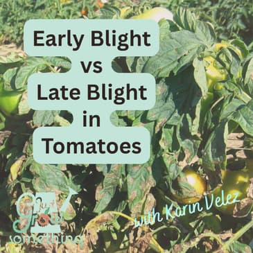 Early Blight Versus Late Blight in Tomatoes: Don't Get This One Wrong! - Ep. 305