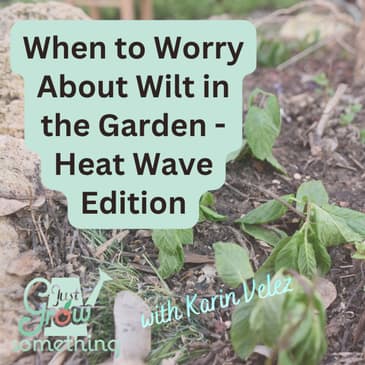 Heat Stress vs Drought Stress in the Vegetable Garden - Ep. 308