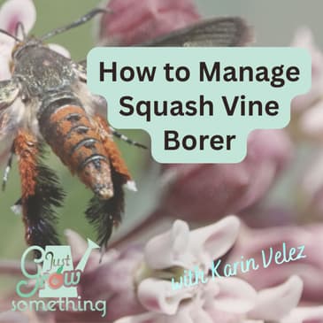 How to Manage Squash Vine Borer - Ep. 304