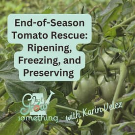 End-of-Season Tomato Rescue: Ripening, Freezing, and Preserving - Ep. 319