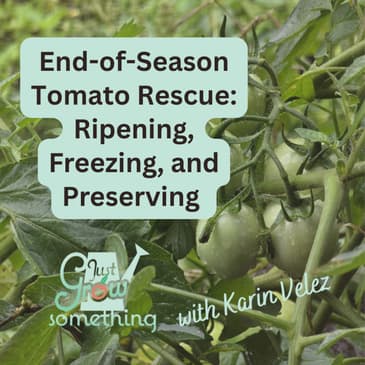 End-of-Season Tomato Rescue: Ripening, Freezing, and Preserving - Ep. 319