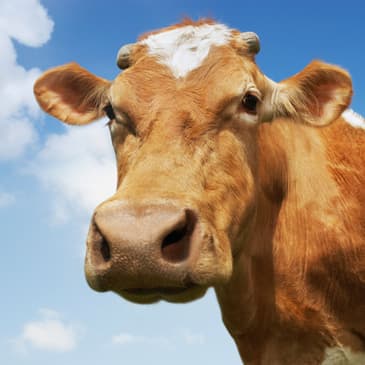 Bovine Methane Blocker