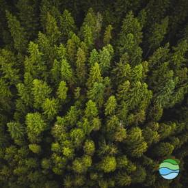 S1 #2 | Trees: should we just plant more?