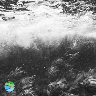 S2 #9 | Ocean-based carbon removal part 1: What's so special about kelp?