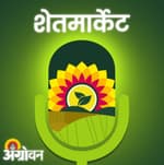 Cotton, Soybean Market: कापूस बाजारभाव, सोयाबीन भाव, कांदा बाजार, हरभरा दर | Agrowon