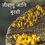जीवाणू आणि बुरशी
